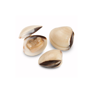 Chilled Clams GDP | per kg