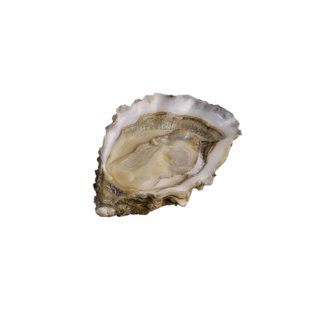 Oyster Fines de Claire n°2 David Herve  | Box w/24pcs