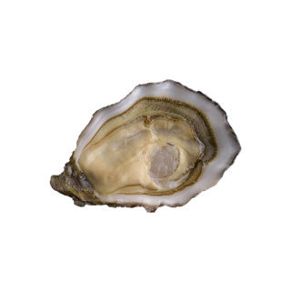 Oyster Speciale n°1 David Herve  | Box w/48pcs