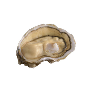 Oyster Royale n°2 David Herve  | Box w/24pcs
