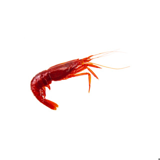 Frozen IQF Camaron Rojo shrimp 50-80 pcs/kg Hispamare