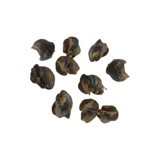 Frozen Snails Poached Nomade des Jardins 500gr Bag w/100pcs