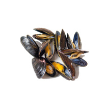 Frozen Cooked Blue Mussels Seabo White Gold 1kg Pack
