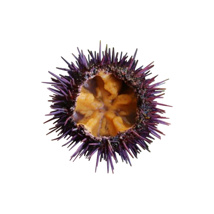 Chilled Sea Urchins Purple From Brittany GDP 3kg Box 