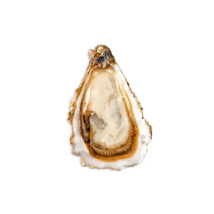 Oysters Fine Saint Kerber n°2 GDP | Box w/50pcs