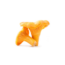 Fresh Golden Chanterelle Mushroom GDP | per kg