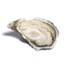 Oyster Fine Selection n°4 GDP| Box w/48pcs