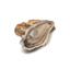 Oyster Fine Selection n°3 Fabrice Tessier GDP | Box w/48pcs