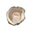 Belon Oysters N ° 4 GDP | Box w/25pcs