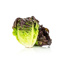 Fresh Sucrine Salad Red GDP 500gr Tray | Box w/5trays