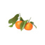Fresh Clementine Leaves GDP | per kg