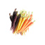 Fresh Mixed Mini Carrots GDP | per Bunch