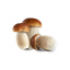 Fresh Porcini Mushroom GDP 3kg Case | per kg