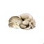 Fresh Grey Oyster Mushroom GDP | per kg